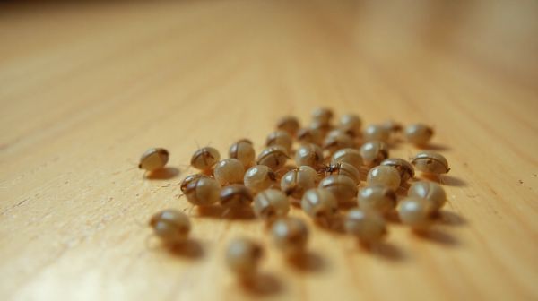 10 astuces incontournables pour repérer les œufs de punaise de lit