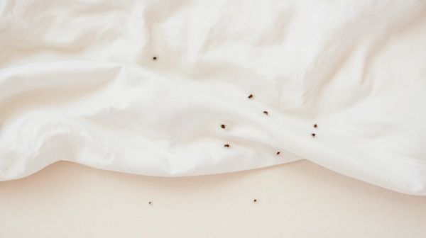 10 astuces incontournables pour repérer les œufs de punaise de lit